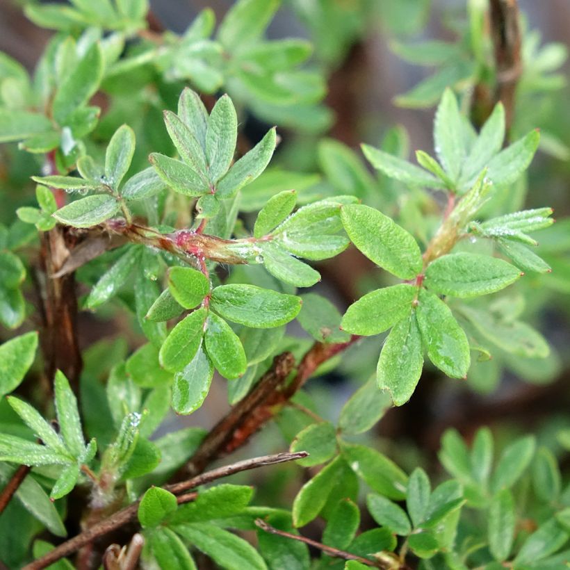 Potentilla fruticosa Double Punch Pink - Cincoenrama leñoso (Follaje)