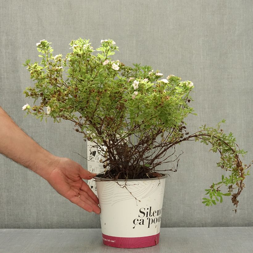 Ejemplar de Potentilla fruticosa Double Punch Pink - Cincoenrama leñoso Maceta 4L/5L entregado en verano