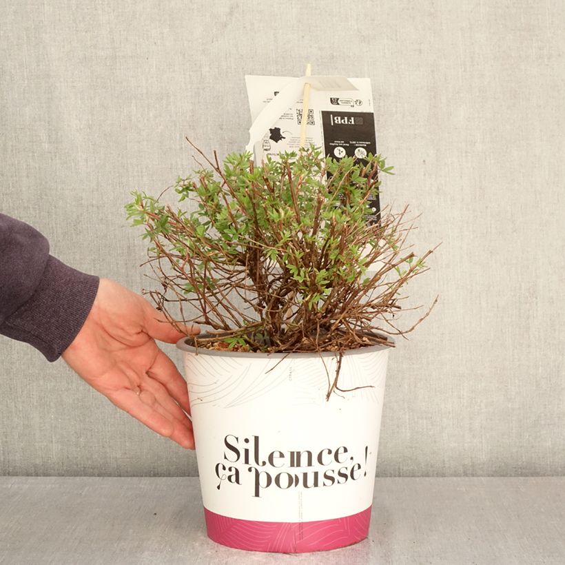 Potentilla fruticosa Double Punch Pink - Potentille arbustive Maceta 4L/5L Ejemplar entregado en la primavera