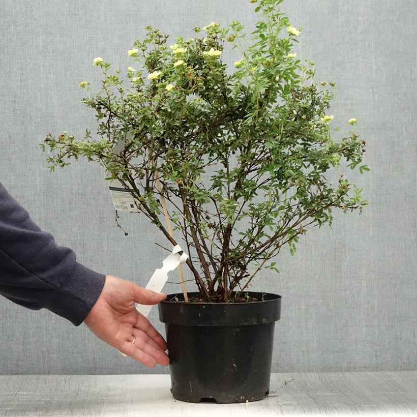 Ejemplar de Potentilla fruticosa Lemon Meringue Maceta 2L/3L entregado en verano