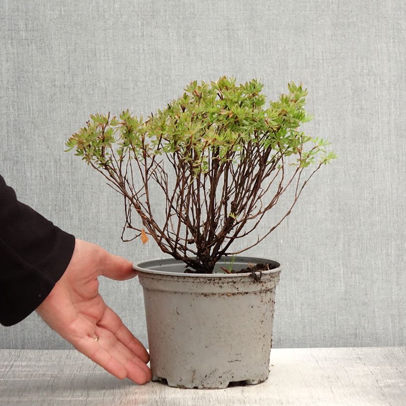 Potentilla fruticosa Lovely Pink Maceta 1,5L/2L Ejemplar entregado en la primavera