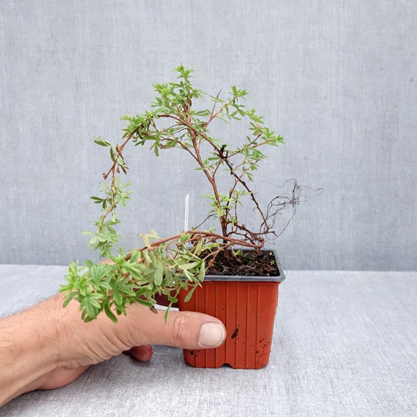 Ejemplar de Potentilla fruticosa Mango Tango Maceta de 8/9 cm entregado en otoño