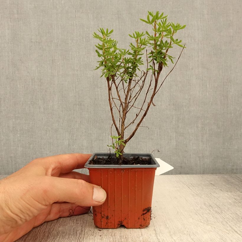 Potentilla fruticosa Mango Tango Maceta de 8/9 cm Ejemplar entregado en la primavera