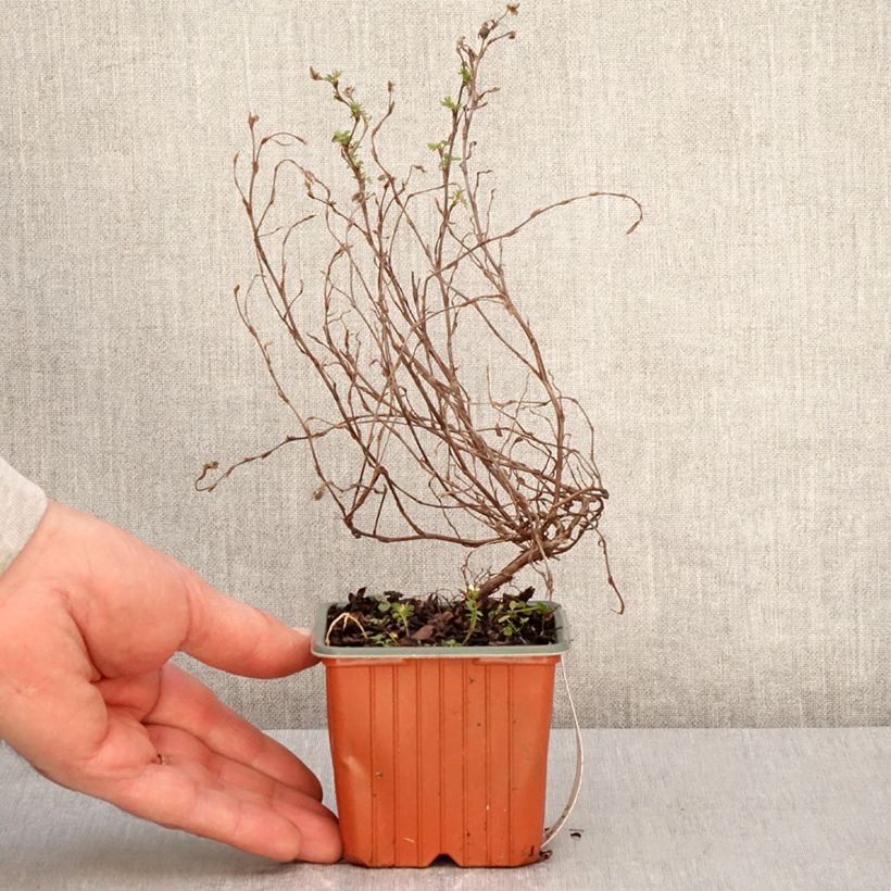 Potentilla fruticosa Marian Red Robin Maceta de 8/9 cm Ejemplar entregado en la primavera