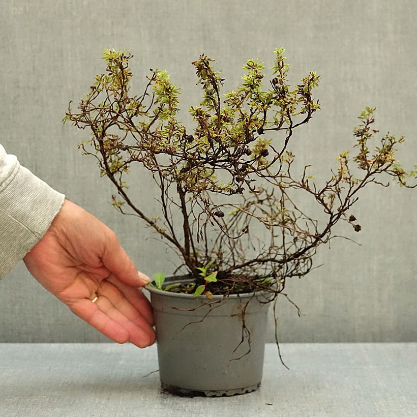 Ejemplar de Potentilla fruticosa Marian Red Robin Maceta 1L/1,5L entregado en otoño
