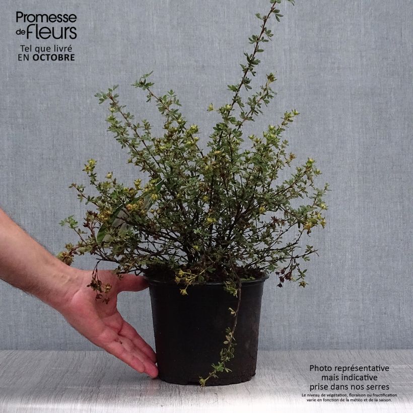 Ejemplar de Potentilla fruticosa Primrose Beauty Maceta 2L/3L entregado en otoño