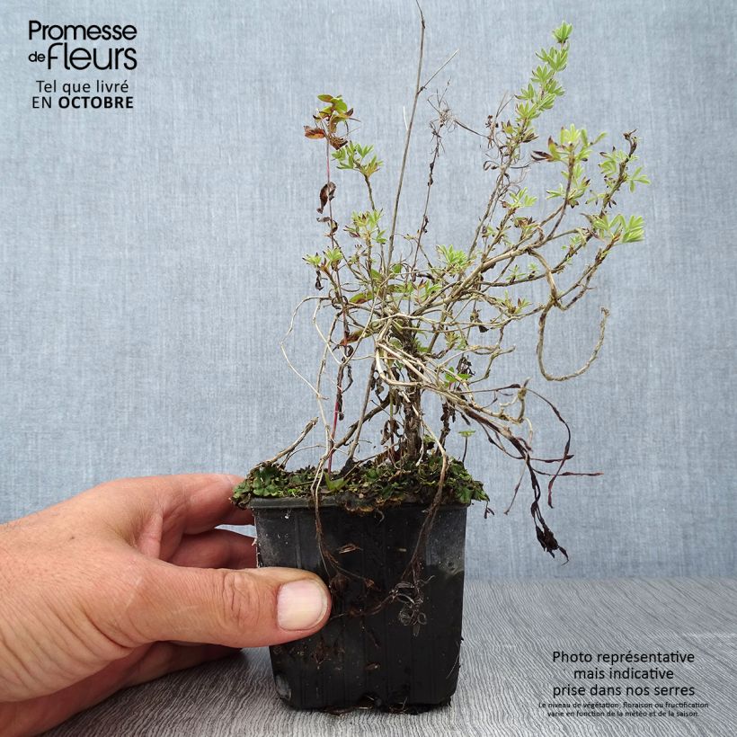 Ejemplar de Potentilla fruticosa Red Ace Maceta de 8/9 cm entregado en otoño