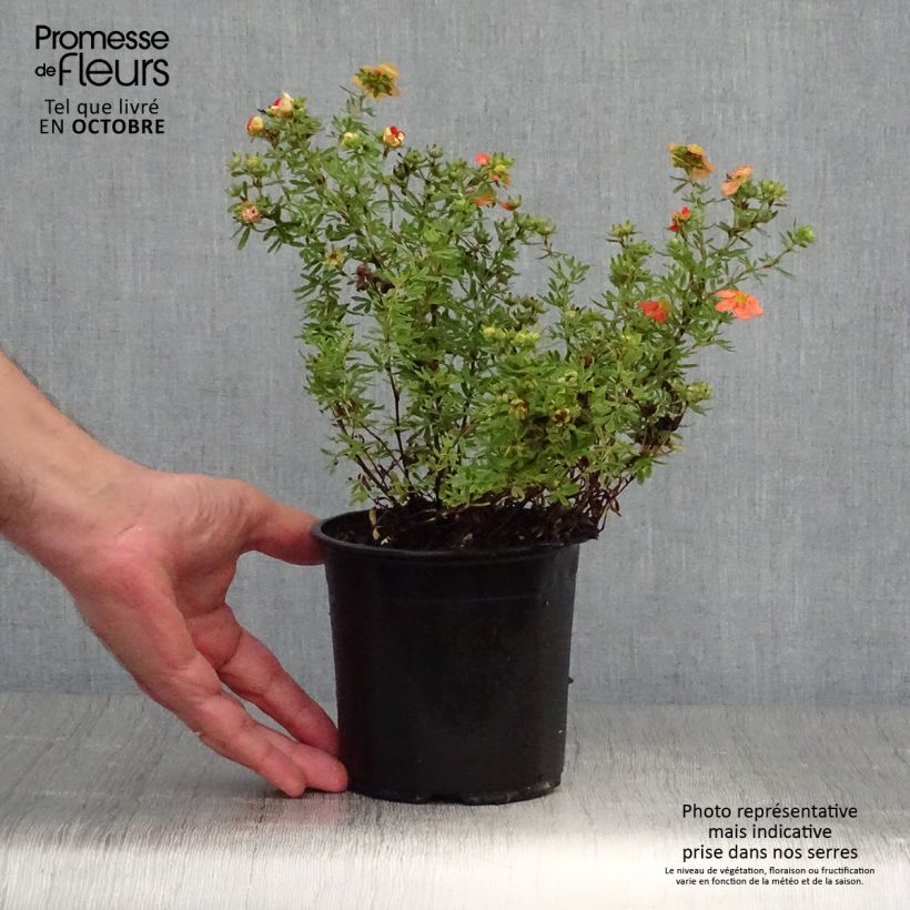 Ejemplar de Potentilla fruticosa Red Ace Maceta 1L/1,5L entregado en otoño