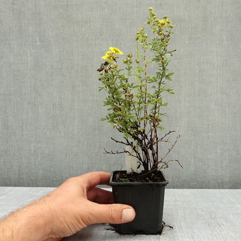 Ejemplar de Potentilla fruticosa Sommerflor Maceta de 8/9 cm entregado en verano