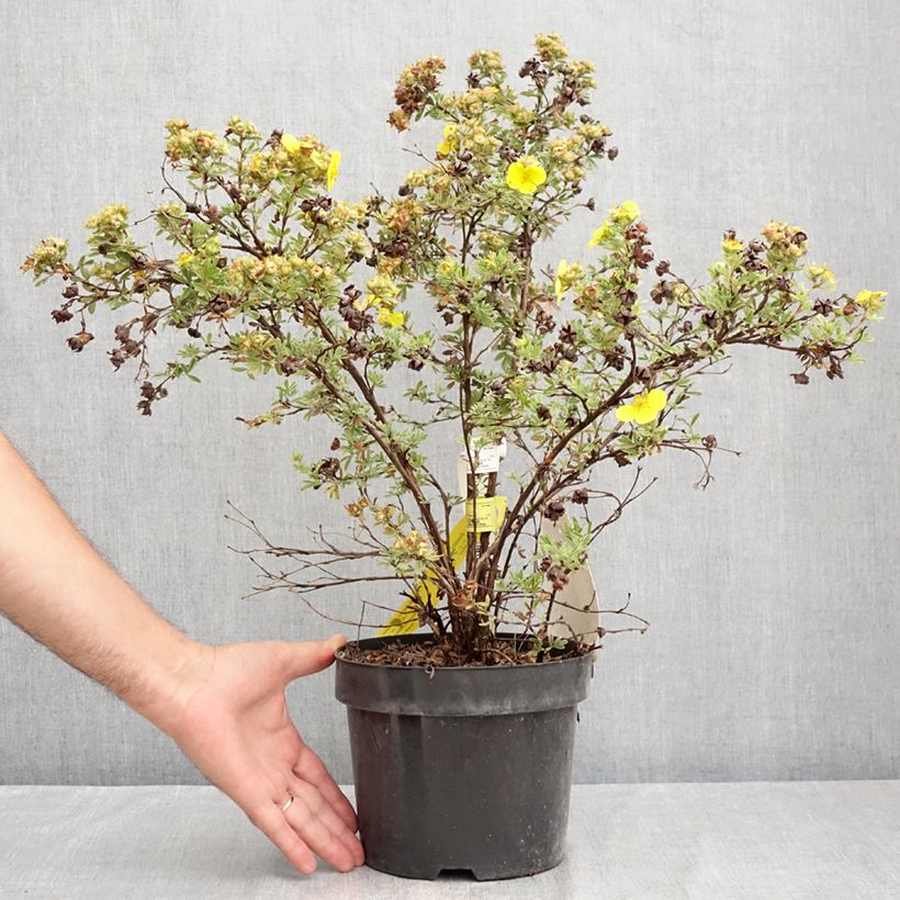 Ejemplar de Potentilla fruticosa Sommerflor Maceta 2L/3L entregado en verano