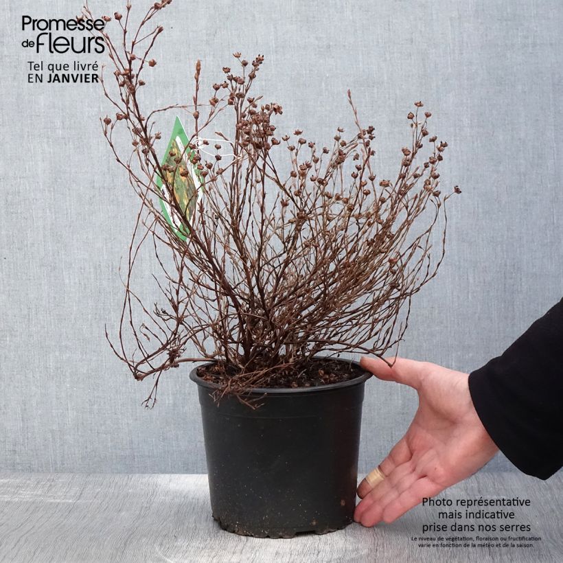 Potentilla fruticosa Tangerine Maceta 2L/3L Ejemplar entregado en invierno