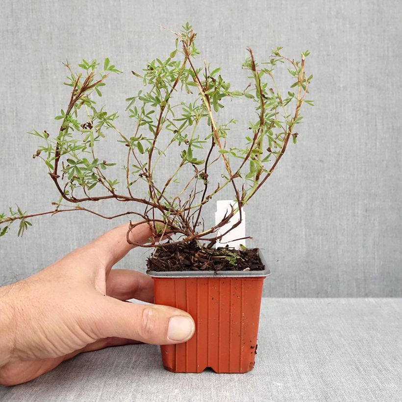 Ejemplar de Potentilla fruticosa Tangerine Maceta de 8/9 cm entregado en otoño