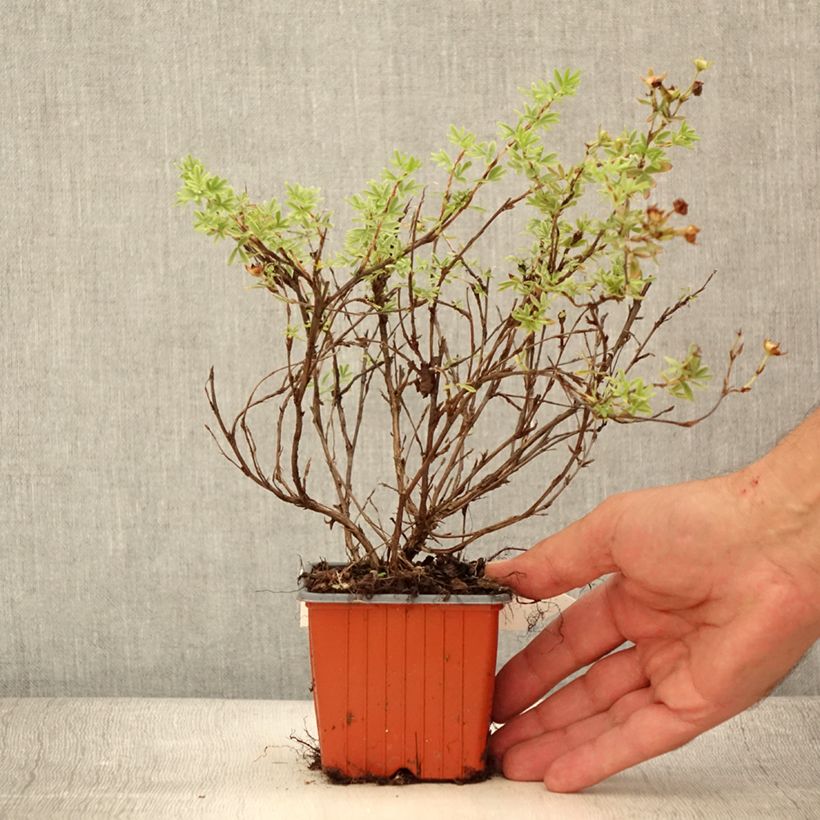 Ejemplar de Potentilla fruticosa Tangerine Maceta de 8/9 cm entregado en verano