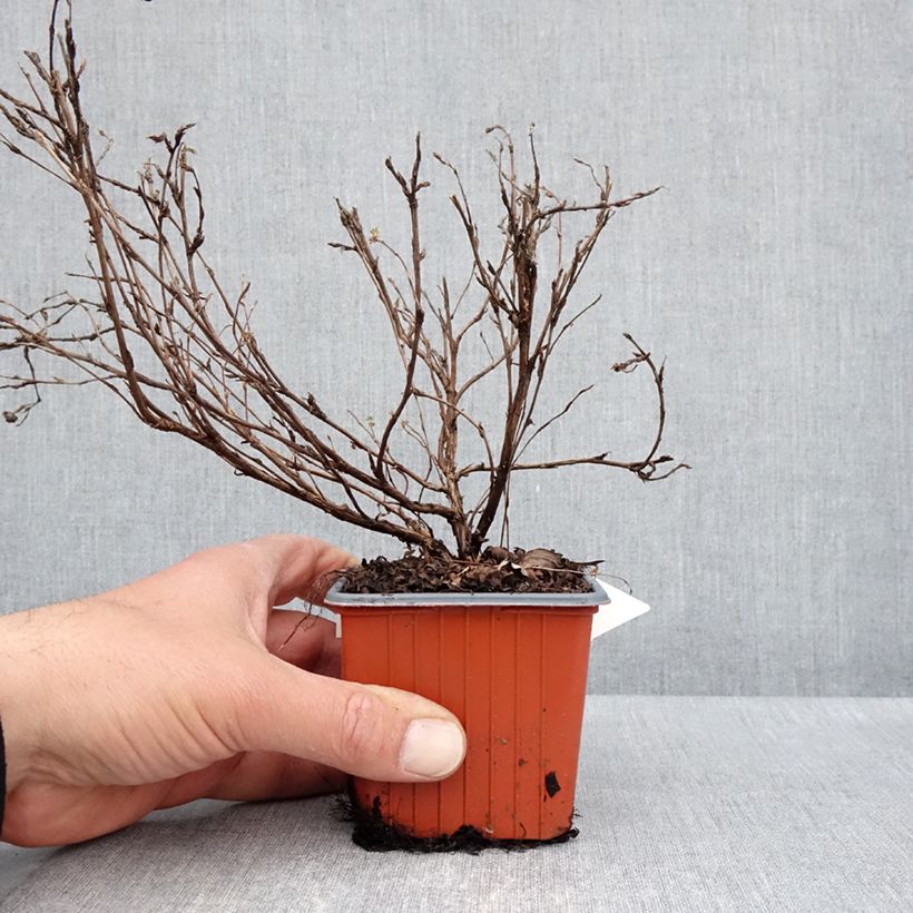 Potentilla fruticosa Tangerine Maceta de 8/9 cm Ejemplar entregado en la primavera