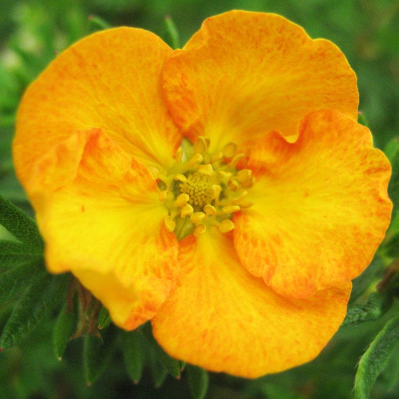 Potentilla fruticosa Tangerine (Floración)