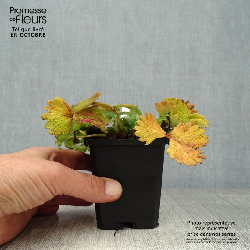 Ejemplar de Potentilla megalantha Maceta de 8/9 cm entregado en otoño