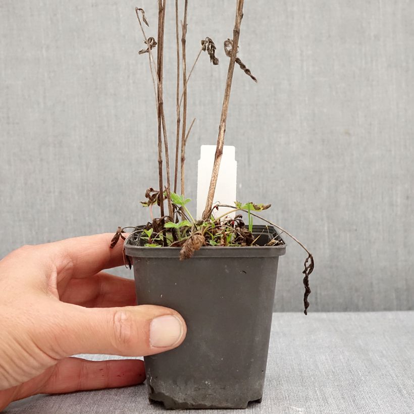 Ejemplar de Potentilla recta Warrenii Maceta de 8/9 cm entregado en otoño