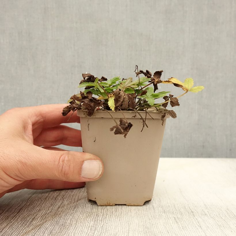 Ejemplar de Potentilla recta var. sulphurea Maceta de 8/9 cm entregado en otoño