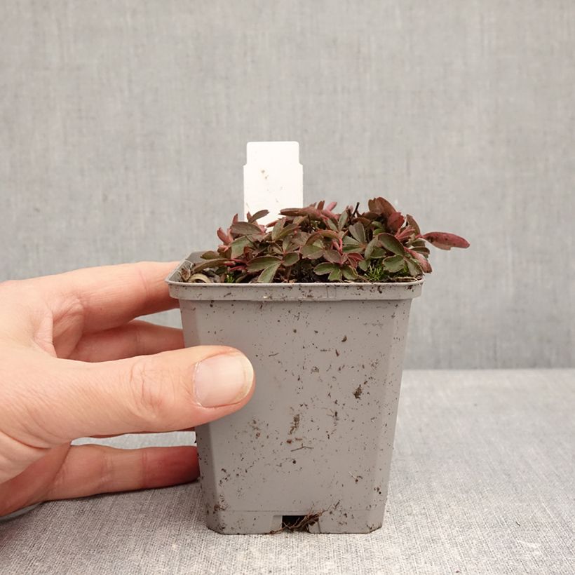 Potentilla tridentata Nuuk Maceta de 8/9 cm Ejemplar entregado en invierno