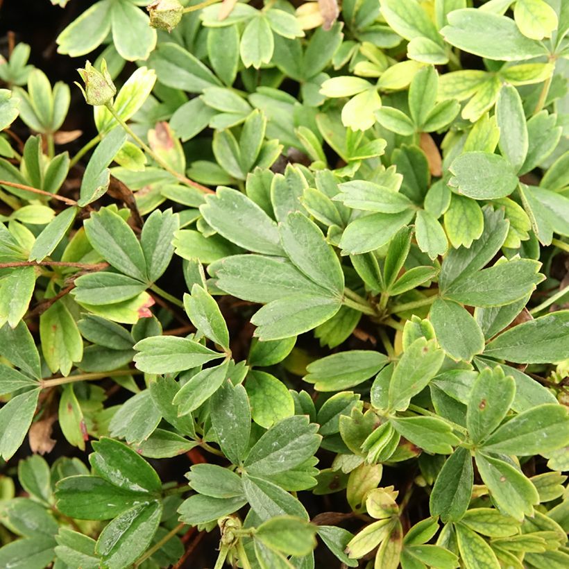 Potentilla tridentata Nuuk (Follaje)