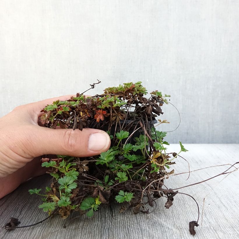 Ejemplar de Potentilla verna Maceta de 8/9 cm entregado en otoño