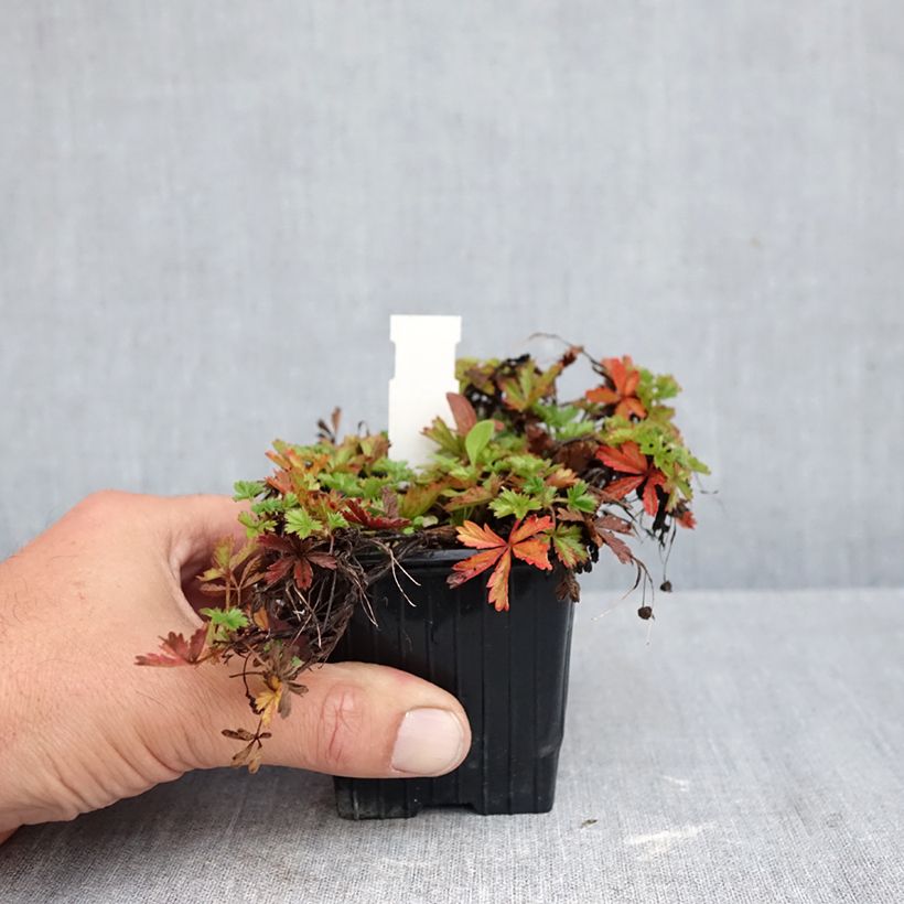 Ejemplar de Potentilla verna Maceta de 8/9 cm entregado en otoño