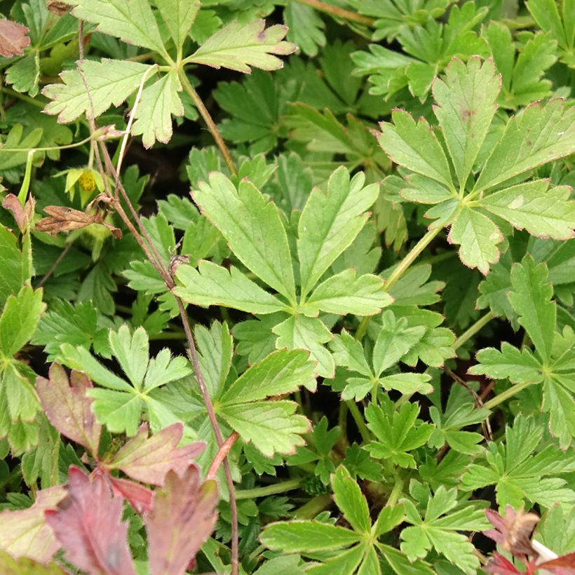 Potentilla verna (Follaje)