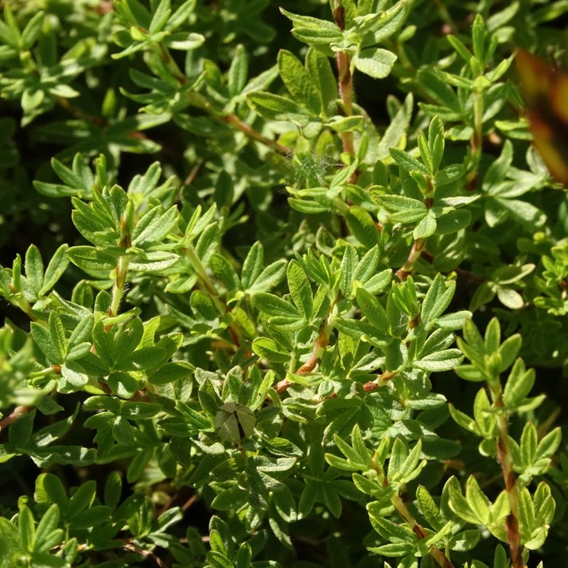 Potentilla fruticosa Bella Apple (Floración)