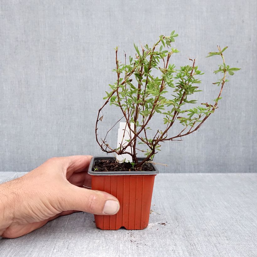 Ejemplar de Potentilla fruticosa Bella Apple Maceta de 8/9 cm entregado en otoño