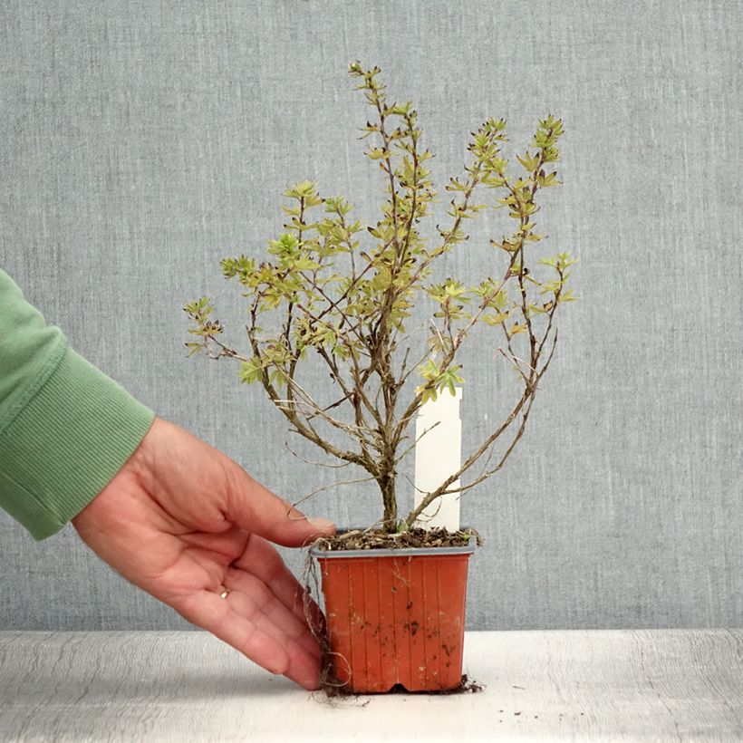 Ejemplar de Potentilla fruticosa Bella Apple Maceta de 8/9 cm entregado en verano