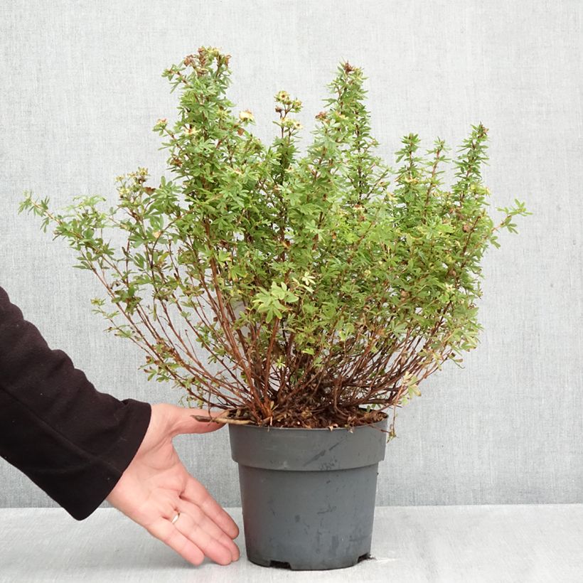 Ejemplar de Potentilla fruticosa Bella Apple Maceta 2L/3L entregado en otoño