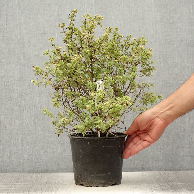 Ejemplar de Potentilla fruticosa Bella Apple Maceta 2L/3L entregado en verano