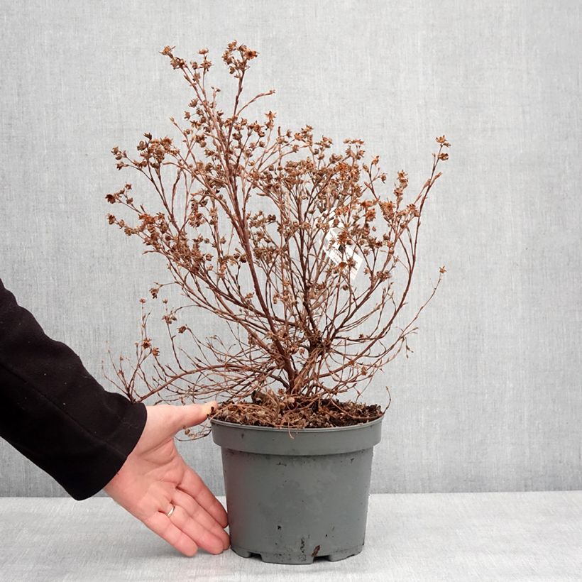 Potentilla fruticosa Bella Apple Maceta 2L/3L Ejemplar entregado en invierno