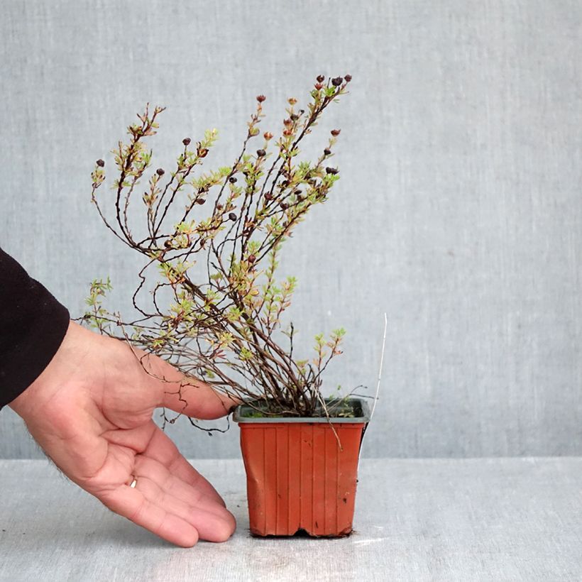 Ejemplar de Potentilla fruticosa Bella Lindsey Maceta de 8/9 cm entregado en otoño