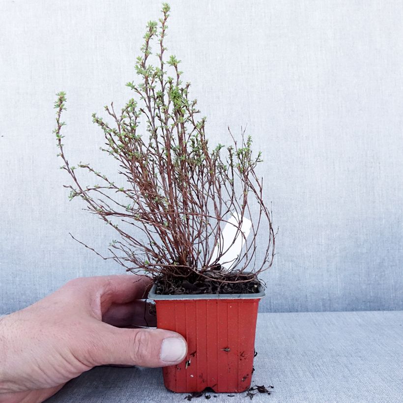 Potentilla fruticosa Bella Lindsey Maceta de 8/9 cm Ejemplar entregado en la primavera