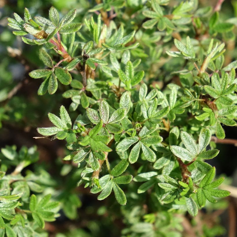 Potentilla fruticosa Bella Rosa (Follaje)