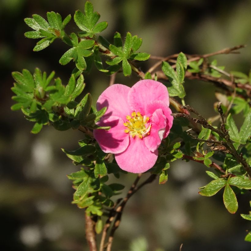 Potentilla fruticosa Bella Rosa (Floración)