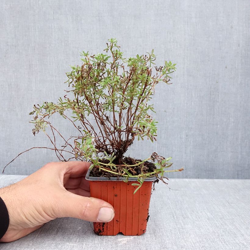 Ejemplar de Potentilla fruticosa Hopley's Orange Maceta de 8/9 cm entregado en otoño