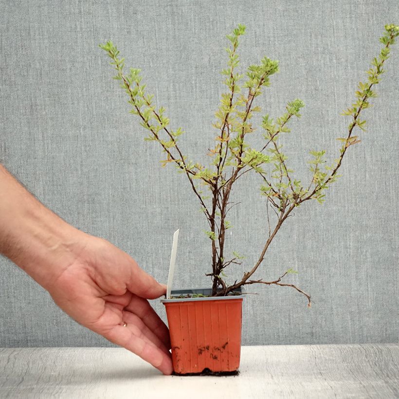 Ejemplar de Potentilla fruticosa Hopley's Orange Maceta de 8/9 cm entregado en verano