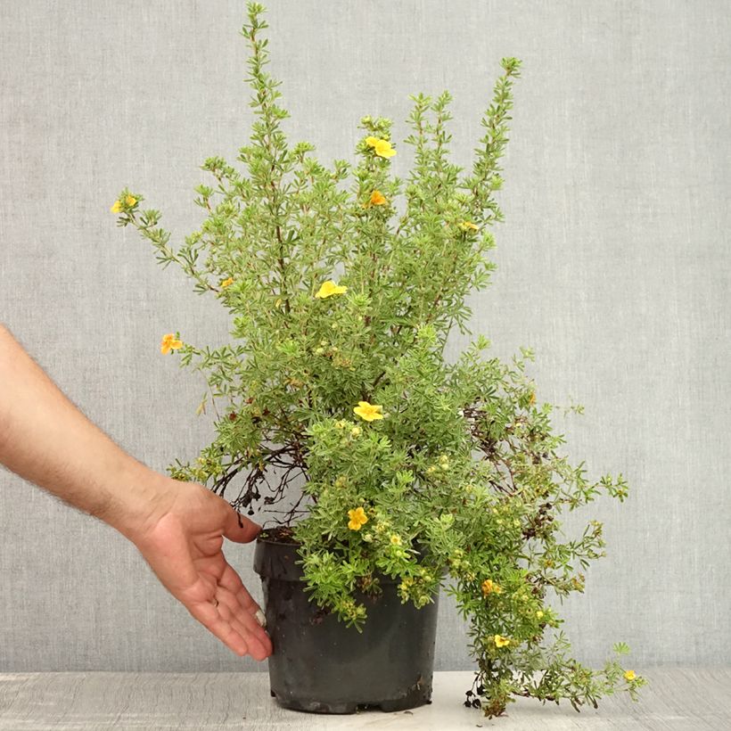 Ejemplar de Potentilla fruticosa Hopley's Orange Maceta 3L/4L entregado en verano