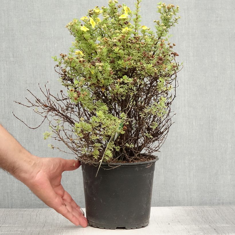 Ejemplar de Potentilla fruticosa Kobold Maceta 3L/4L entregado en verano