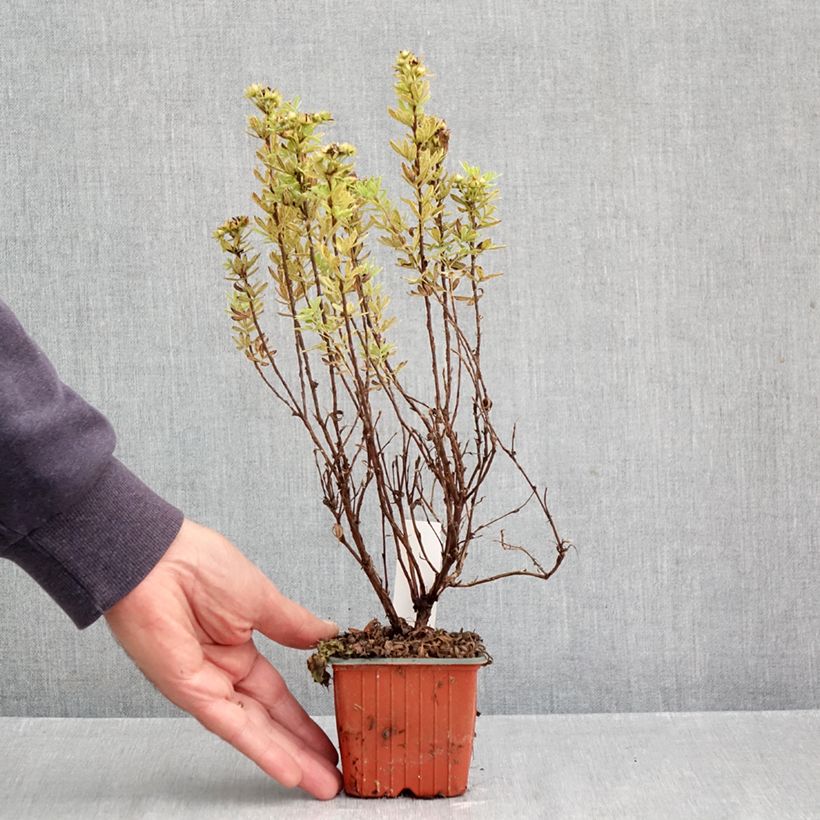 Ejemplar de Potentilla fruticosa Marmalade Maceta de 8/9 cm entregado en otoño