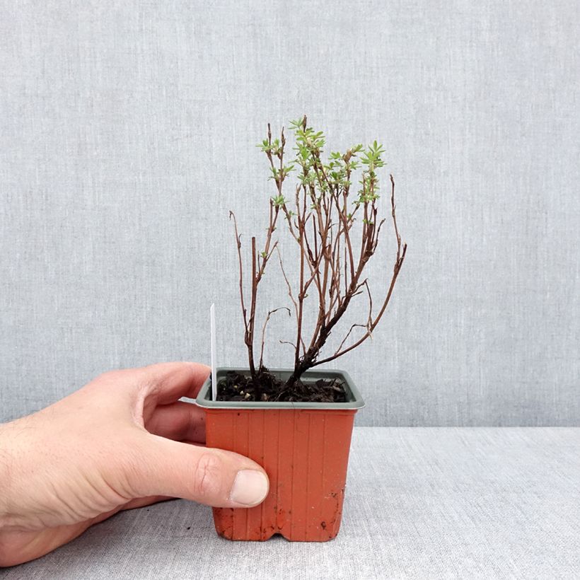 Potentilla fruticosa Marmalade Maceta de 8/9 cm Ejemplar entregado en la primavera