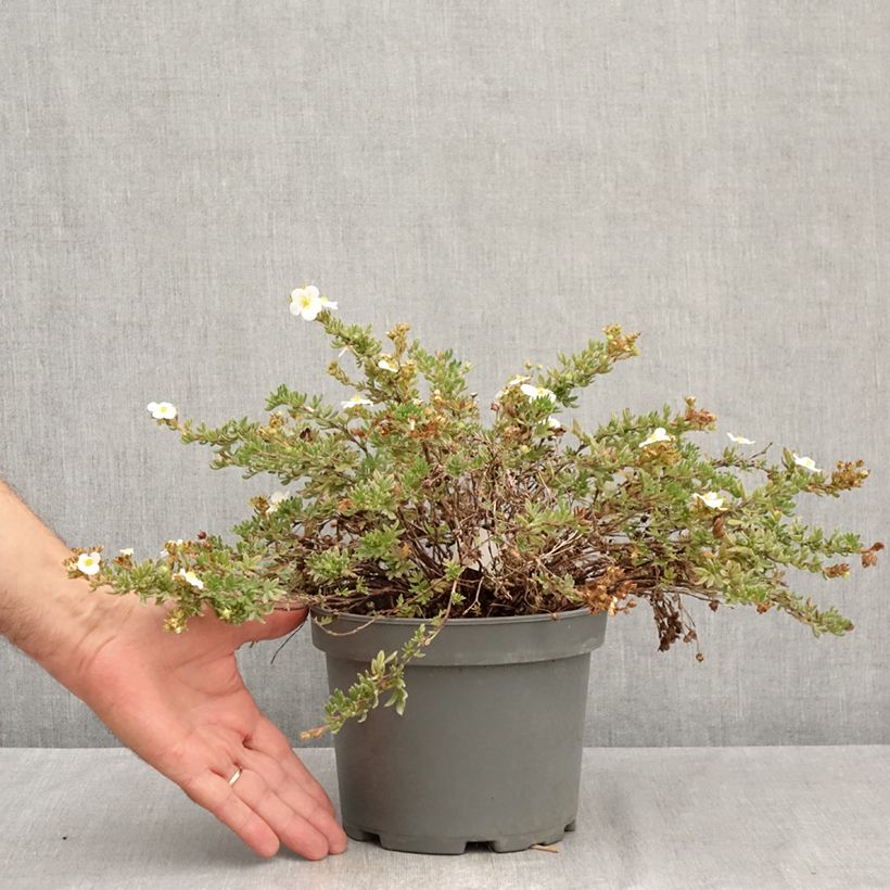 Ejemplar de Potentilla fruticosa Bella Bianca Maceta 2L/3L entregado en verano