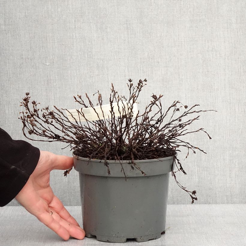 Potentilla fruticosa Bella Bianca Maceta 2L/3L Ejemplar entregado en invierno