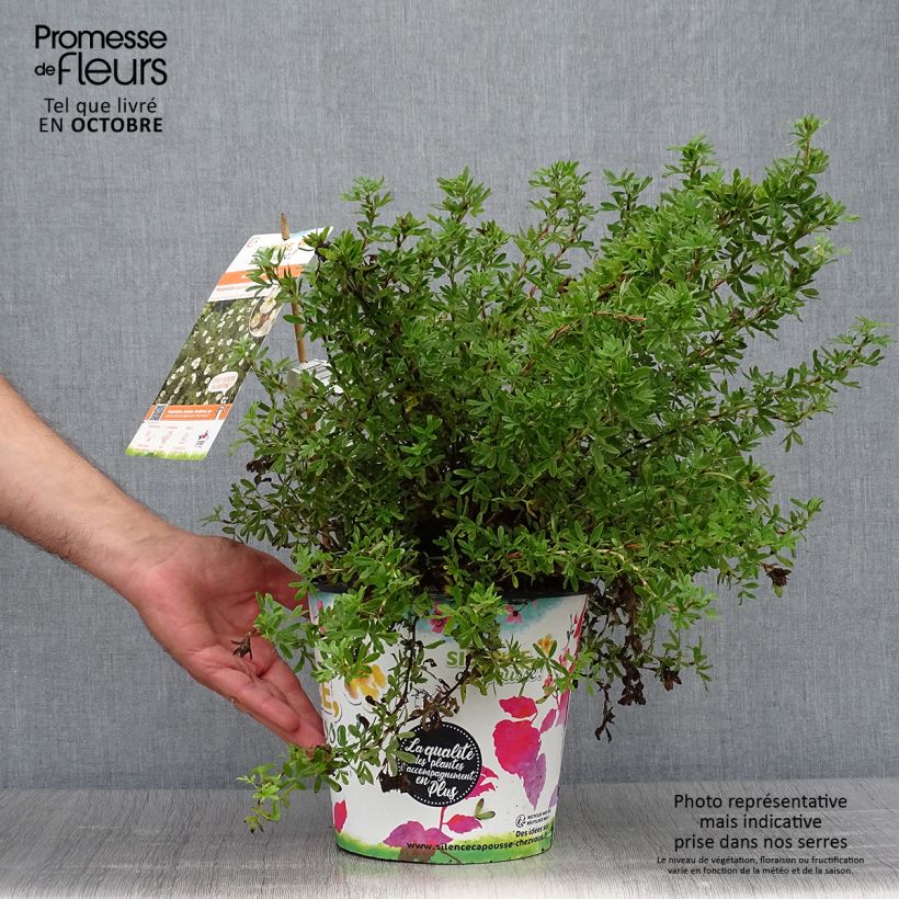 Ejemplar de Potentilla fruticosa Double Punch Cream Maceta 3L/4L entregado en otoño
