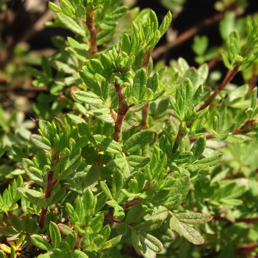 Potentilla fruticosa Double Punch Peach (Follaje)
