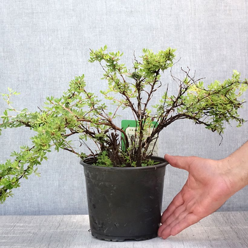 Ejemplar de Potentilla fruticosa Elizabeth Maceta 2L/3L entregado en verano