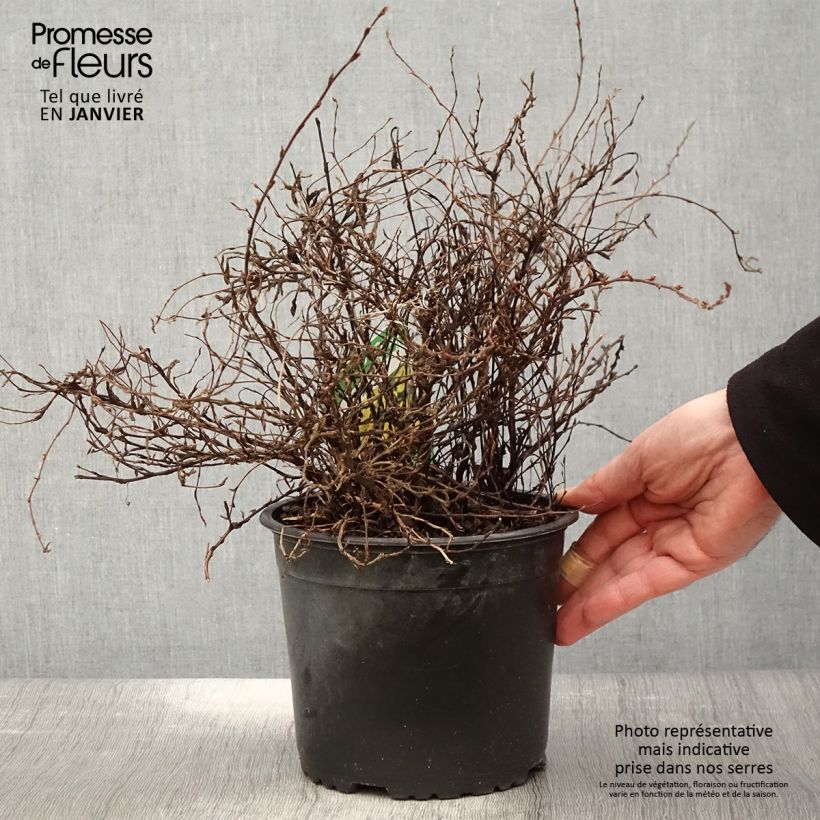 Potentilla fruticosa Elizabeth Maceta 2L/3L Ejemplar entregado en invierno