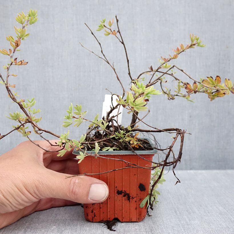 Ejemplar de Potentilla fruticosa Elizabeth Maceta de 8/9 cm entregado en otoño
